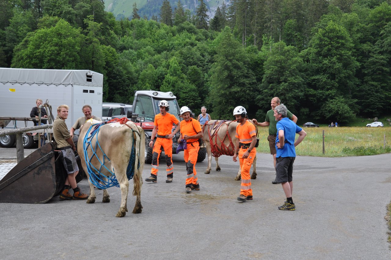 Erfahrene Flughelfer und zahlreiche Helfer bereiten die Kühe auf ihren Flug nach Aueren 