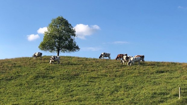Am Wochenende sind 16 Kühe durch einen Blitzeinschlag in Bière VD gestorben. Für den Landwirt Nicolas Jotterand hat dieser Unfall weitreichende Folgen. (Symbolbild BauZ)