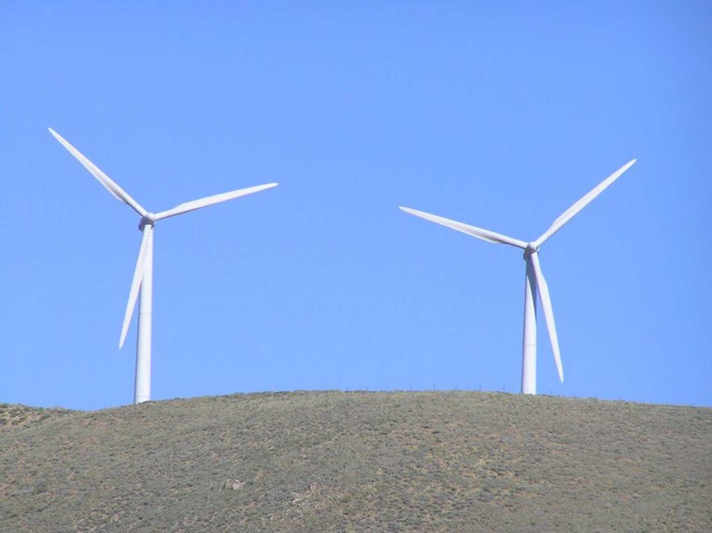 Forscher schätzen die Menge an getöteten Insekten auf bis zu 6 Milliarden Stück pro Jahr. (Bild lid/mr)