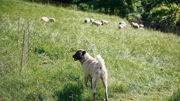 Im Wallis werden Hun Im Wallis werden Hunde verschiedener Rassen ausgebildet.