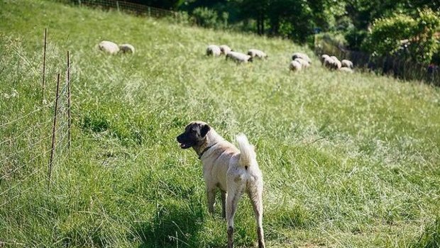 Im Wallis werden Hunde verschiedener Rassen ausgebildet.