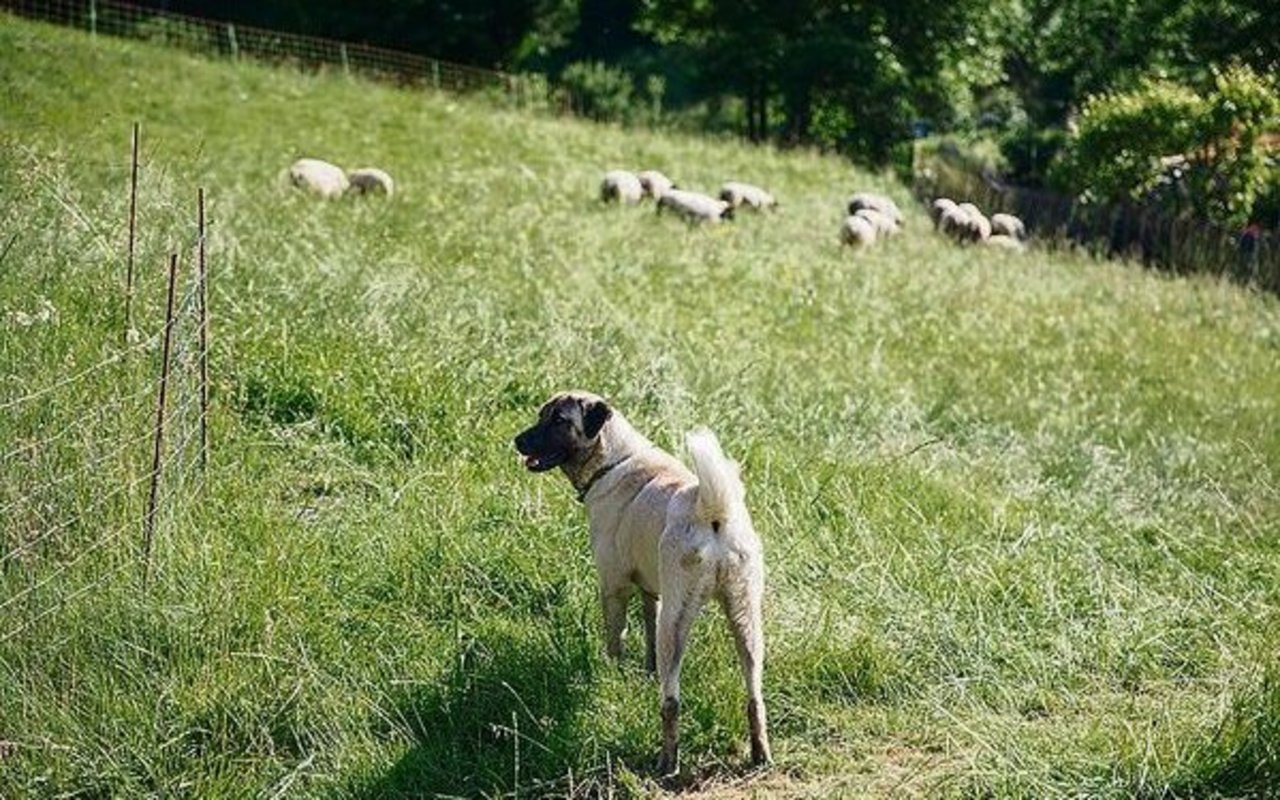 Im Wallis werden Hunde verschiedener Rassen ausgebildet.