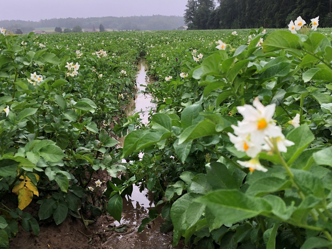 Viele Parzellen sind nicht befahrbar, dennoch muss der Krautfäuleschutz sobald als möglich erneuert werden. (David Perler, Inforama Rütti)