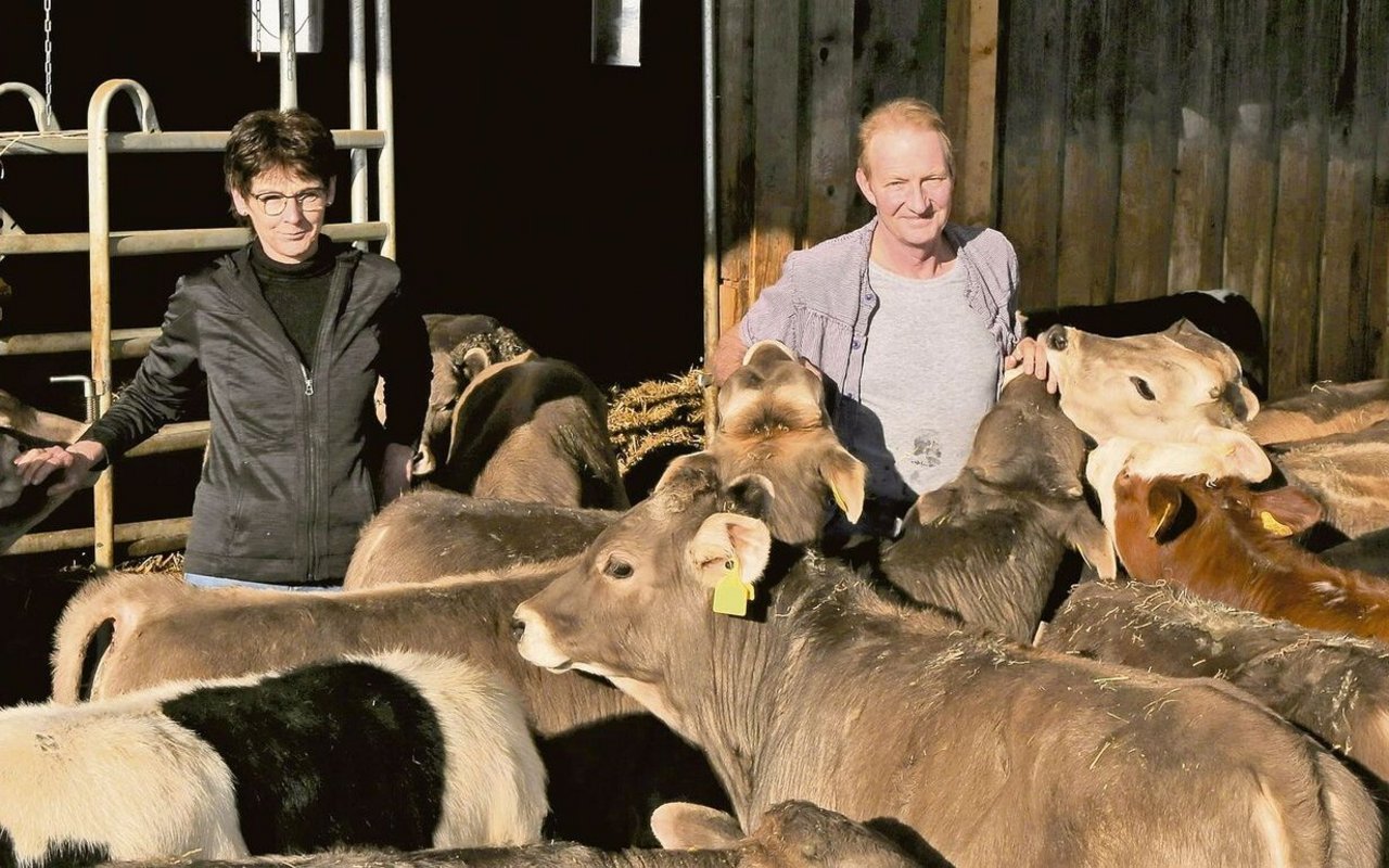 Gesunde Tiere machen viel Freude und sind auch betriebswirtschaftlich interessant: Claudia und Alois Renggli investieren viel Zeit in die Beobachtung ihrer rund 100 Mastkälber.