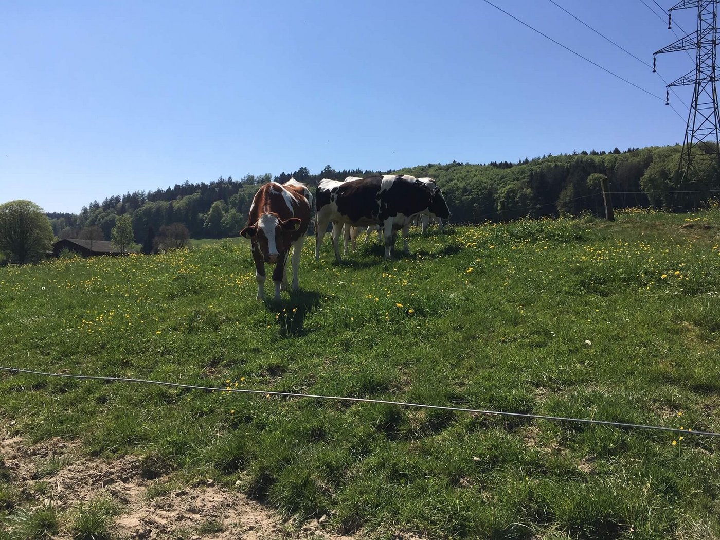 Kühe sind intelligent und grundsätzlich eher neugierig als aggressiv. Sie zu reizen, ist aber in jedem Fall eine schlechte Idee. (Bild jsc)