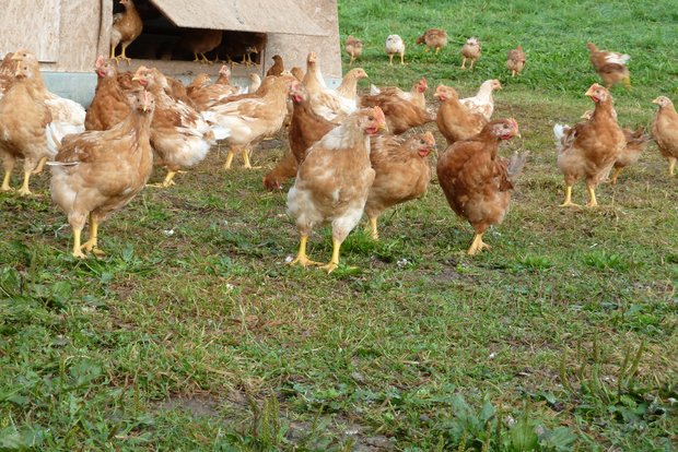 Agrarforschung: Alternative Geflügel-Entwurmung wirkt im Labor Die Übertragung von Spulwürmern geht in der Hühnerhaltung schnell. Doch den Parasitenbefall mit konventionellen Entwurmungsmitteln in den Griff zu bekommen birgt Risiken. (Bild Jil Schuller)