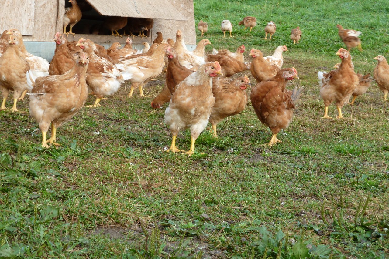 Die Übertragung von Spulwürmern geht in der Hühnerhaltung schnell. Doch den Parasitenbefall mit konventionellen Entwurmungsmitteln in den Griff zu bekommen birgt Risiken. (Bild Jil Schuller)