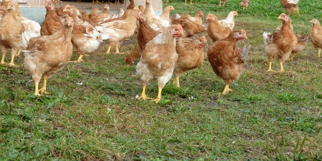 Die Übertragung von Spulwürmern geht in der Hühnerhaltung schnell. Doch den Parasitenbefall mit konventionellen Entwurmungsmitteln in den Griff zu bekommen birgt Risiken. (Bild Jil Schuller)