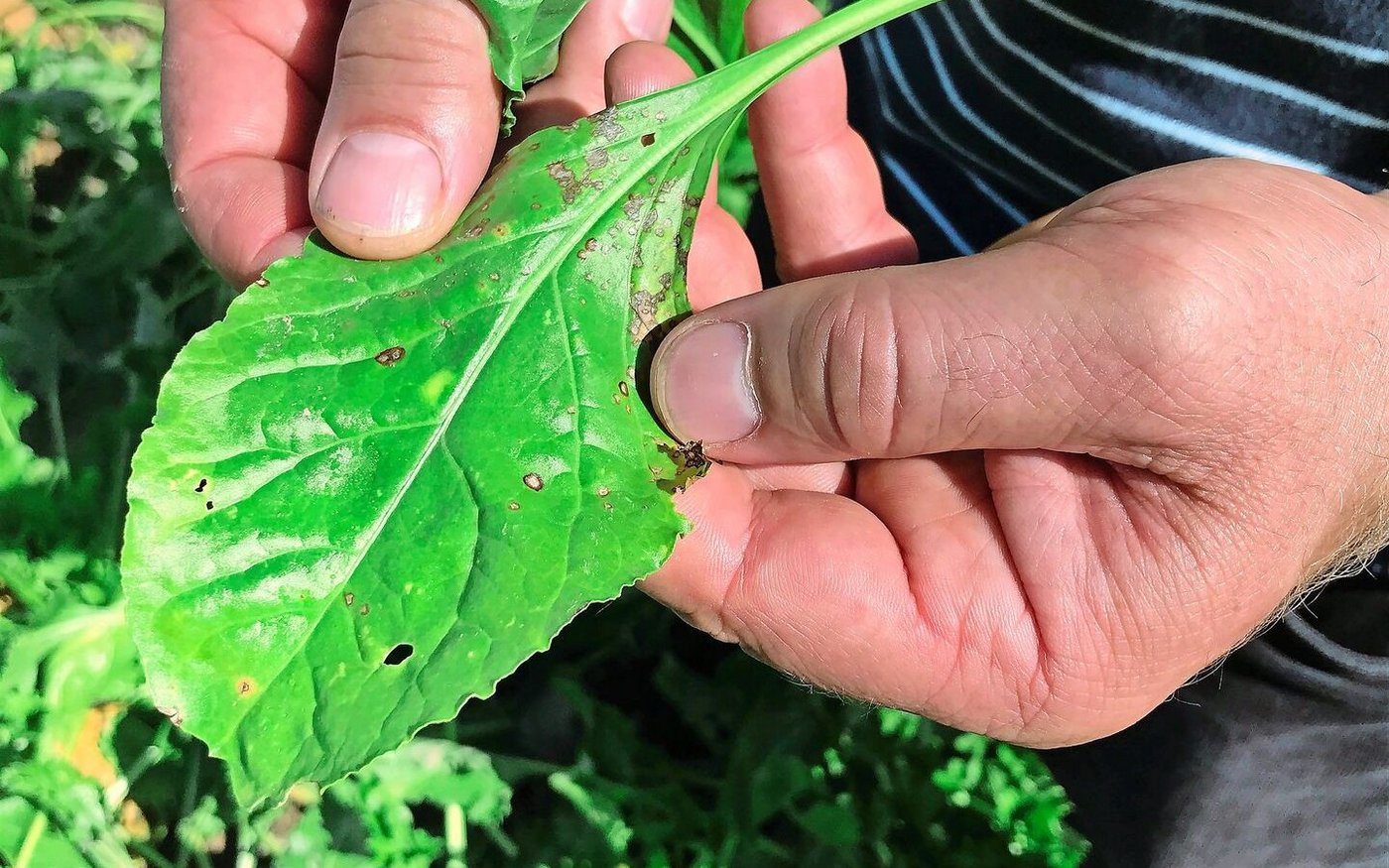 Cercospora-Blattflecken zeichnen sich durch runde, bräunlich-graue Flecken aus, die von einem rötlich-braunem Rand umrandet sind. Neben der Rübe befällt der Pilz auch weitere Kulturen wie Mangold und Randen.