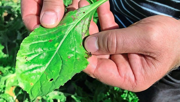 Cercospora-Blattflecken zeichnen sich durch runde, bräunlich-graue Flecken aus, die von einem rötlich-braunem Rand umrandet sind. Neben der Rübe befällt der Pilz auch weitere Kulturen wie Mangold und Randen.