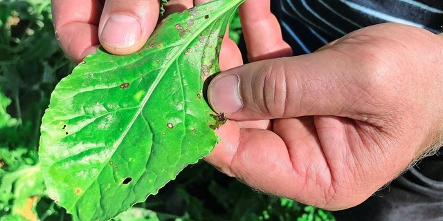 Cercospora-Blattflecken zeichnen sich durch runde, bräunlich-graue Flecken aus, die von einem rötlich-braunem Rand umrandet sind. Neben der Rübe befällt der Pilz auch weitere Kulturen wie Mangold und Randen.