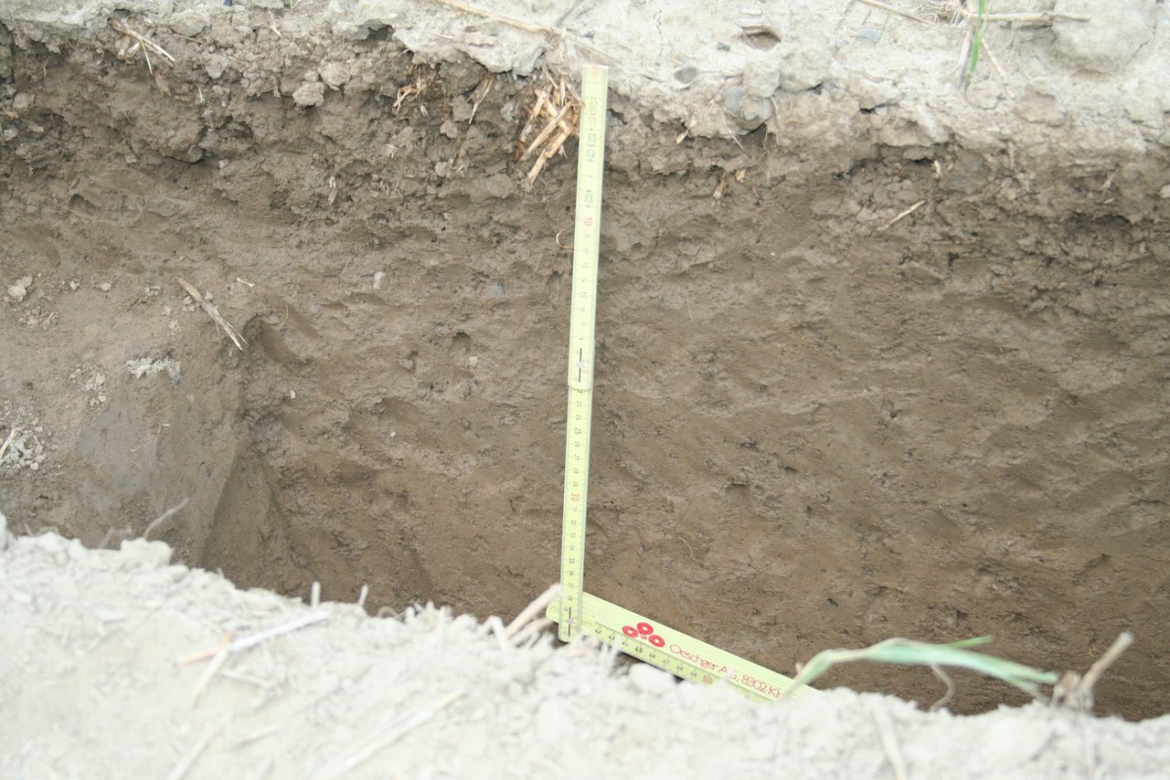 Ein Bodenprofil eines Braunerdebodens ohne Humuswirtschaft – pflugloser Anbau mit Gülle und N-Mineraldünger.