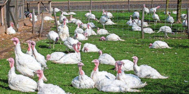 Auf dem Betrieb der Familie Röthlisberger in Siselen BE werden auf einer Produktionsfläche von 400 m2 Masttruten gehalten. Aktuell sind rund 1700 Tiere eingestallt.