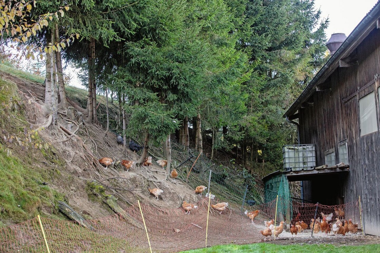 Viel Bewegung, viel Arbeit mit dem Ein- und Umzäunen für Fredy Stalder, einfache, funktionale und saubere Ställe: In Wiggen leben 1200 glückliche Hühner und Hennen.
