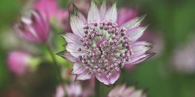 Sterndolden sind ein Hingucker und eine gute Futterquelle für Insekten. (Foto: Gartenwerke)