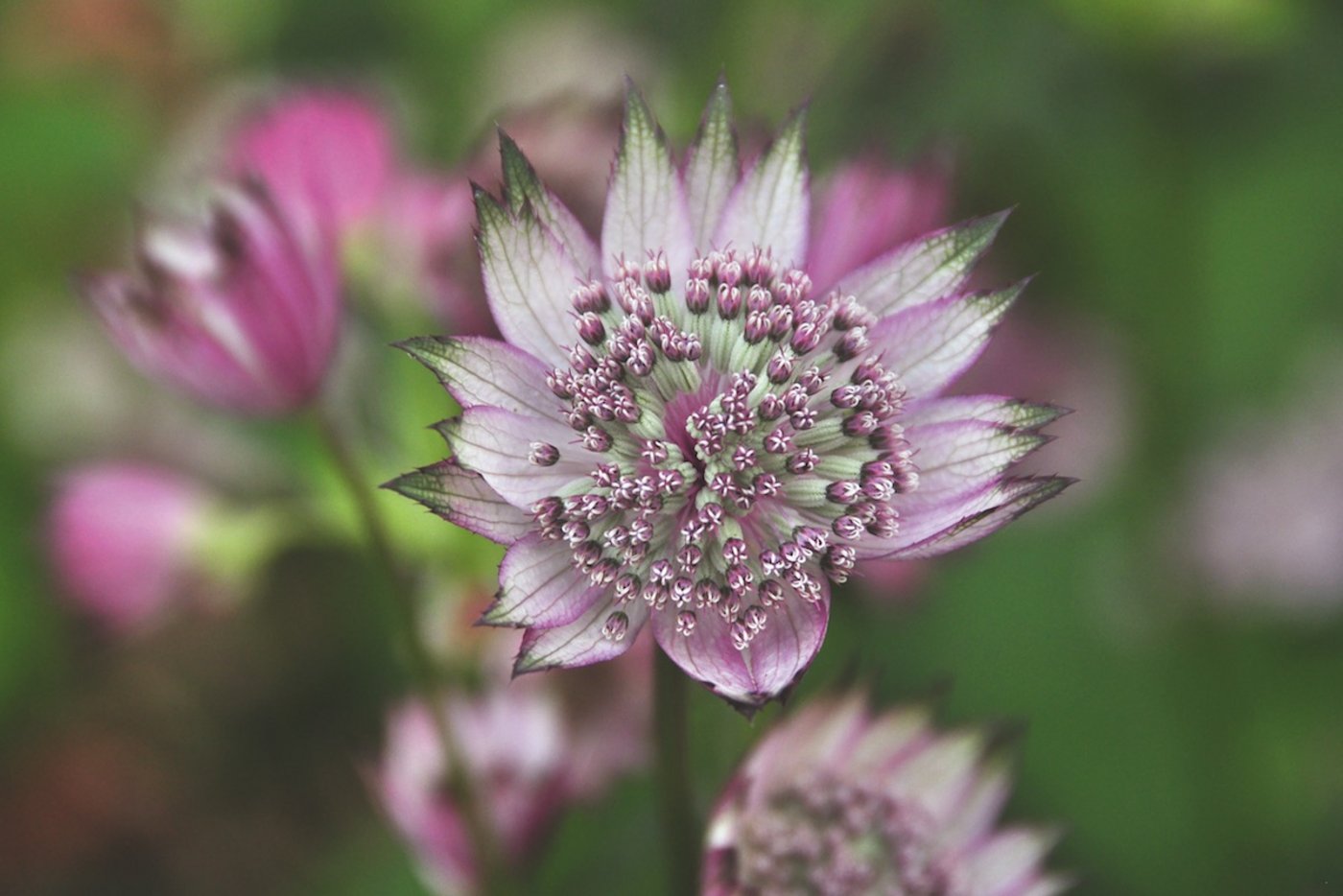 Sterndolden sind ein Hingucker und eine gute Futterquelle für Insekten. (Foto: Gartenwerke)