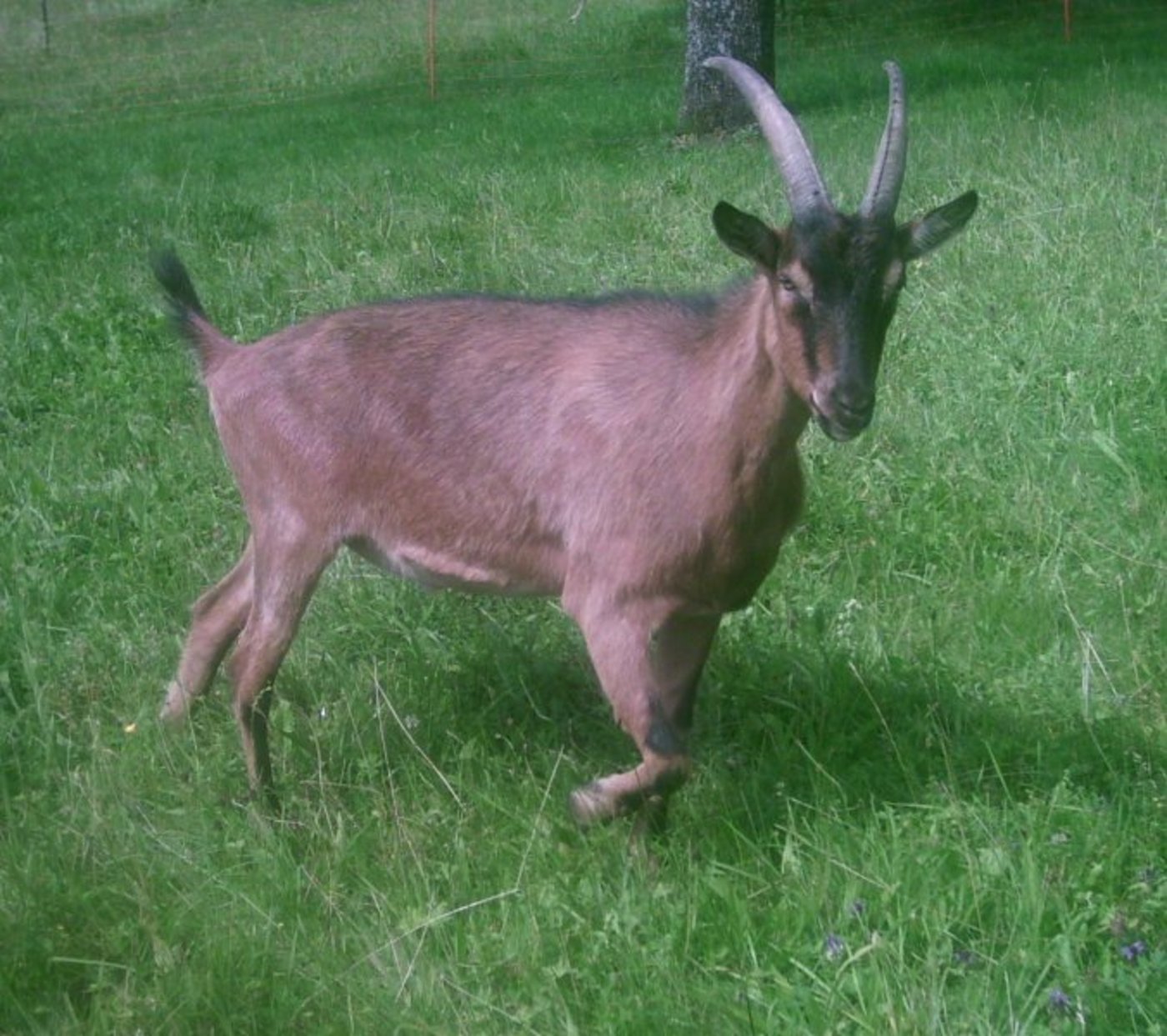 Geissen finden den Bockgeruch anziehend. Dieser geht von den Haaren des Ziegenbocks aus . (Bild: Dominik Hundhammer)