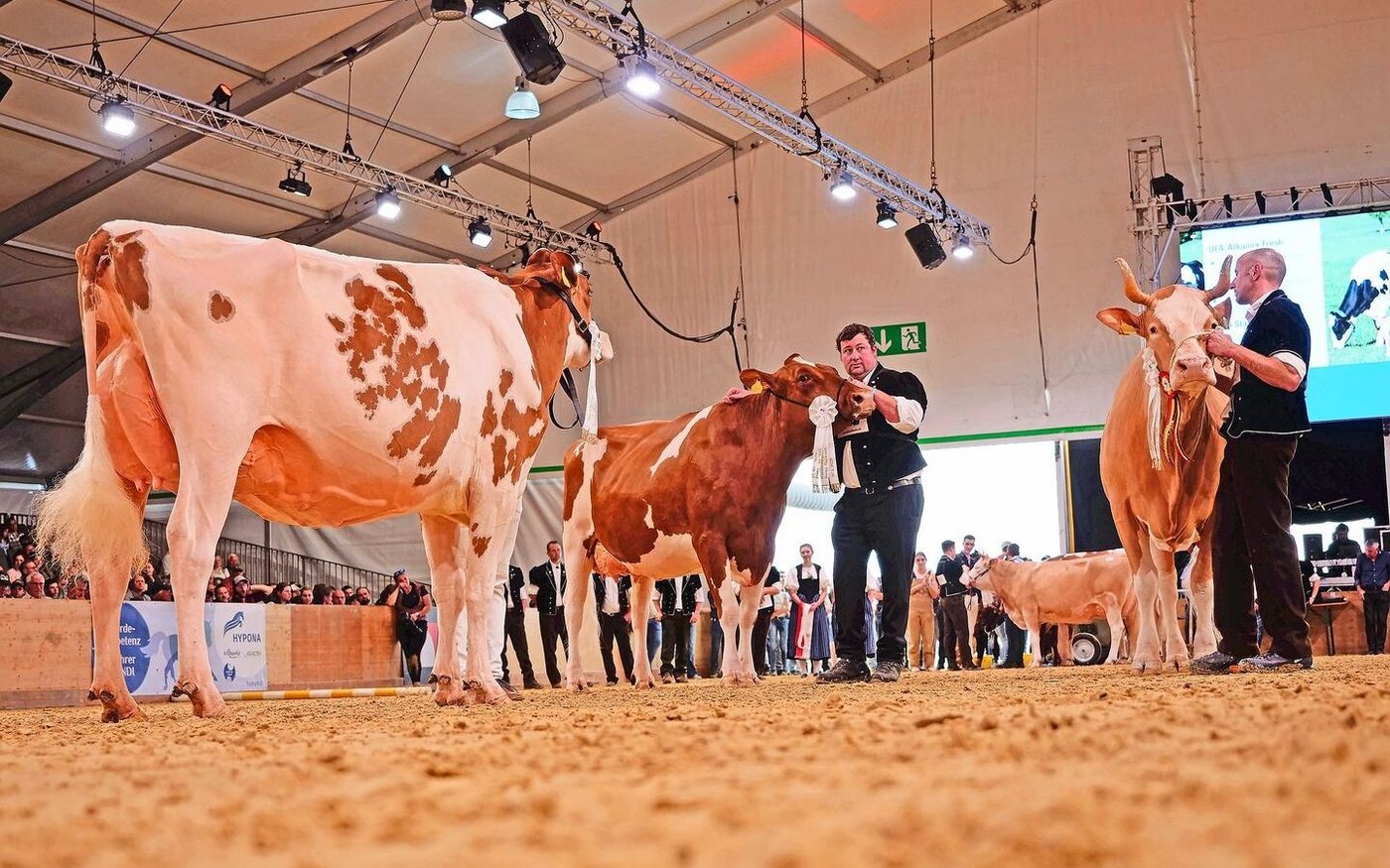 Die Missen jeder Rasse vor dem Höhepunkt der Schau, wenige Sekunden vor der Kürung der Miss BEA 2025: Järmann’s Bad Queen, Orlando Soleil und Stalden Brisago Volta (v. l. n. r.).