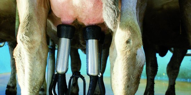 Rund 155 Milchbetriebe wollten 2020 neu Biomilch abliefern. Ihre Milch fliesst nun weiterhin ein Jahr in den konventionellen Kanal. (Symbolbild, lid)