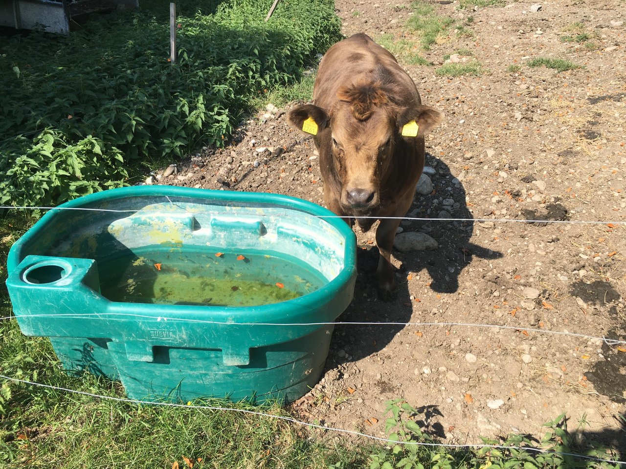 Hitze kann für Tiere ein Stressfaktor sein. Es besteht ein direkter Zusammenhang zwischen Hitze und reduzierter Leistung ist unumstritten. (Bild Jil Schuller)