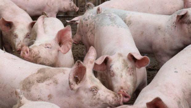 Im Kanton Luzern werden 30 Prozent aller Schweizer Schweine gehalten. Ein Forschungsstandort in Sursee, der Stickstoff- und Phosphorflüsse untersucht, kann deshalb durchaus Sinn machen. (Bild Ruth Aerni)
