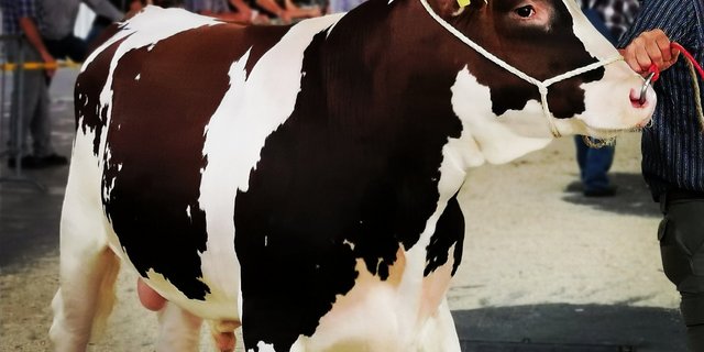 Die Stiere können jetzt bei Swissherdbook zur Beurteilung gemeldet werden. Wie die Schauen stattfinden, ist noch nicht abschliessend geregelt. (Bild sb)