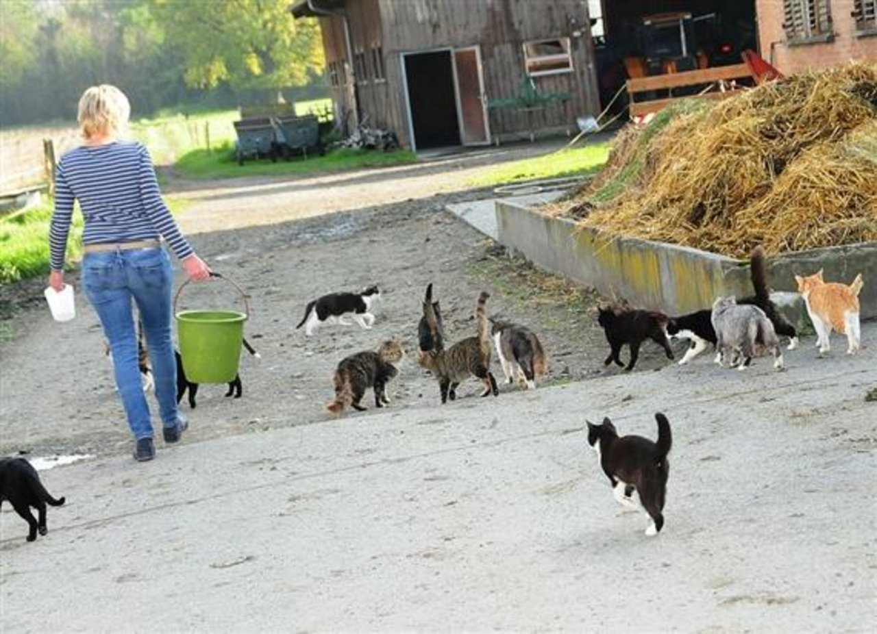 Auf einigen Bauernhöfen leben ganze Kolonien von Katzen. (Bild Heidy Beyeler)