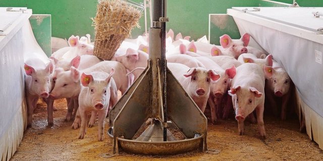 Aufzuchtferkel stehen in ihrer Bucht und schauen neugierig in die Kamera.