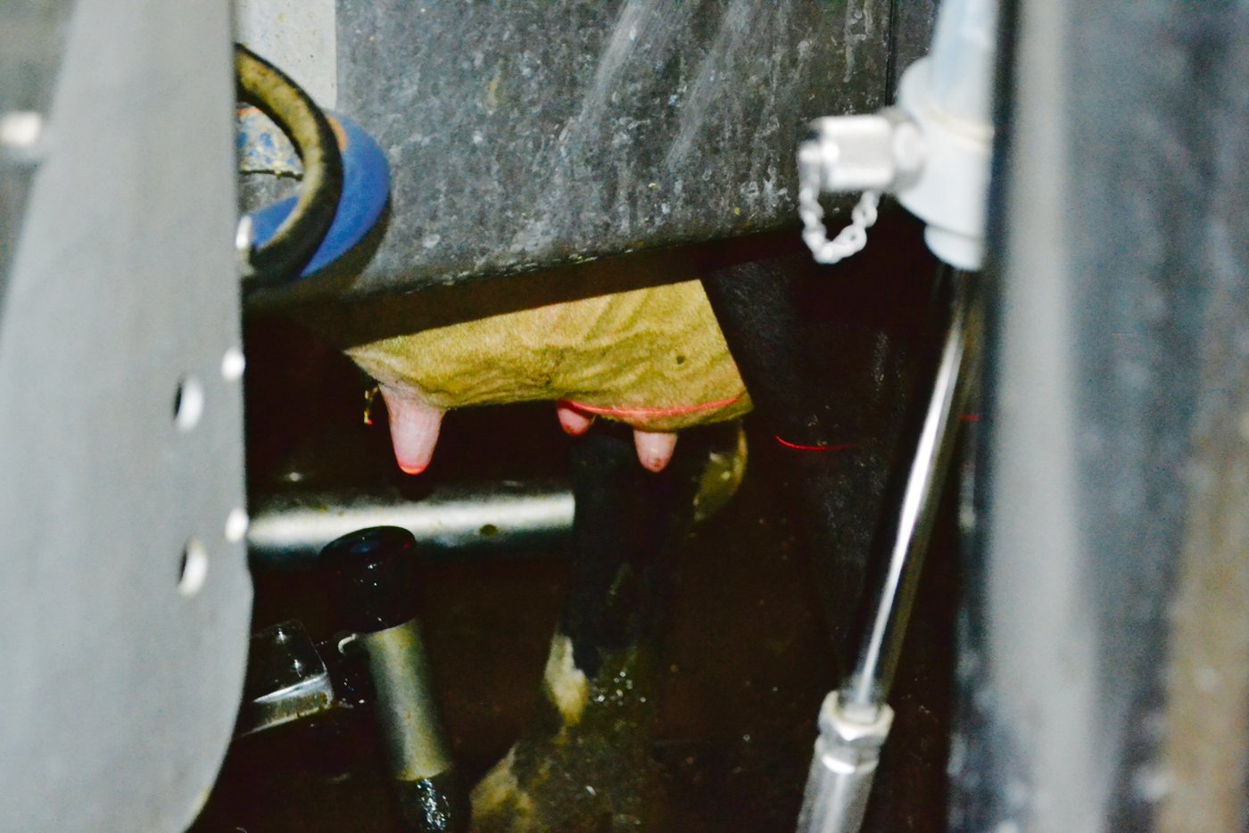 Ein Sensor sorgt dafür, dass der Zitzenbecher die Zitze ohne Problem findet.(Bilder Peter Fankhauser)