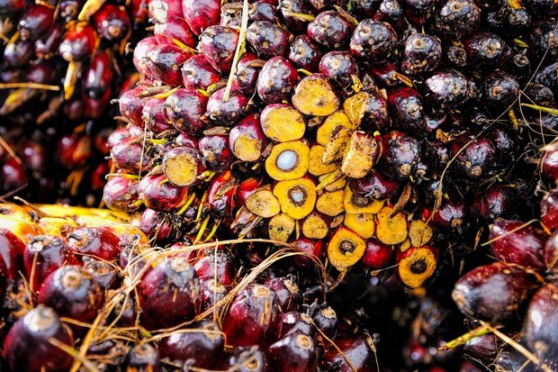 2019 wurden rund 24'000 Tonnen Palmöl in die Schweiz importiert, allerdings stammten nur 35 Tonnen davon aus Indonesien. (Bild Pixabay)