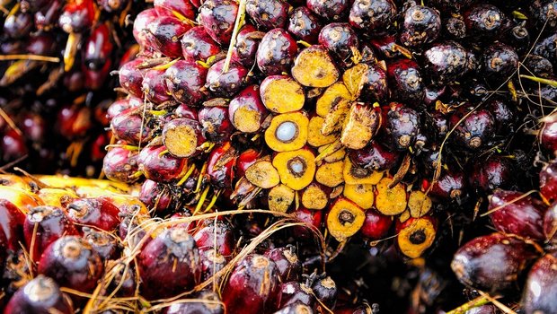 2019 wurden rund 24'000 Tonnen Palmöl in die Schweiz importiert, allerdings stammten nur 35 Tonnen davon aus Indonesien. (Bild Pixabay)