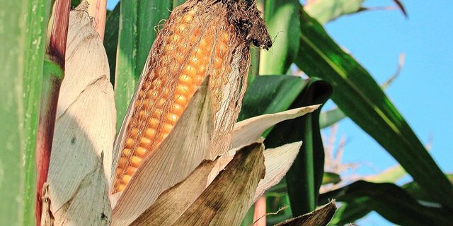 Die Mykotoxin-Belastung war 2024 so hoch wie noch nie.