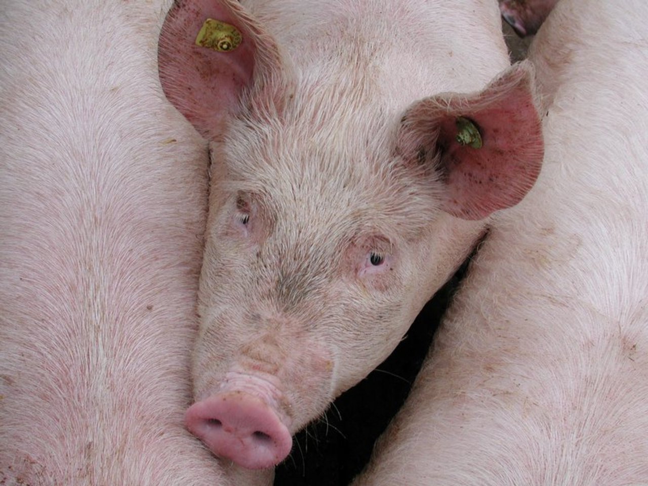 Der Preis für Mastschweine steigt um 10 Rappen je kg Schlachtgewicht (SG) an und erreicht 4 Franken. (Bild zVg)