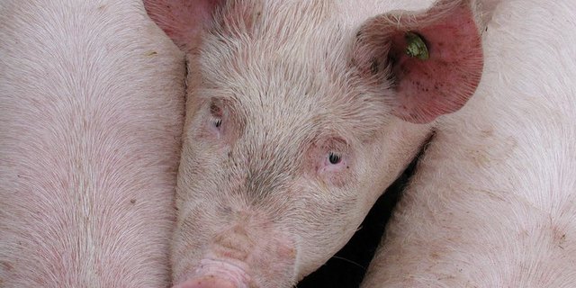 Der Preis für Mastschweine steigt um 10 Rappen je kg Schlachtgewicht (SG) an und erreicht 4 Franken. (Bild zVg)