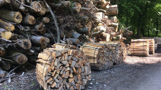 In den letzten 40 Jahren seien die Holzpreise nominell um rund 55 Prozent gesunken, schreibt Wald Schweiz – dies bei einem gleichzeitigen Anstieg der Lohnkosten um 60 Prozent. (Bild jsc)