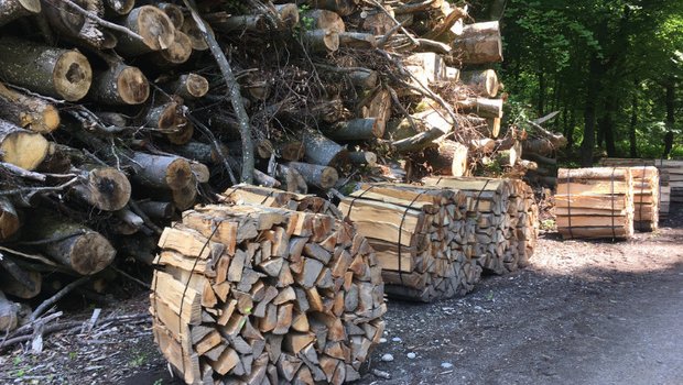 In den letzten 40 Jahren seien die Holzpreise nominell um rund 55 Prozent gesunken, schreibt Wald Schweiz – dies bei einem gleichzeitigen Anstieg der Lohnkosten um 60 Prozent. (Bild jsc)