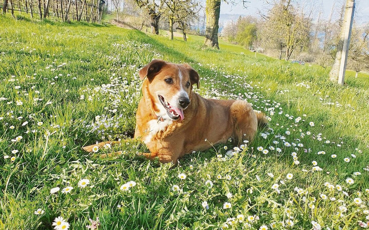 Ein «typischer» Hofhund: Der Appenzeller-Mischling Jimmi, der auf dem Hof von Autorin Lotti Baumann lebt.