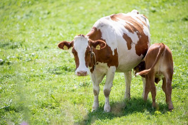 Weniger Tiere, dafür mehr Projekte wie zum Beispiel die Muttergebundene Kälberaufzucht: zwei Vorschläge der Agrarallianz, um das Tierwohl zu verbessern. (Bild Gian Vaitl / BauZ)