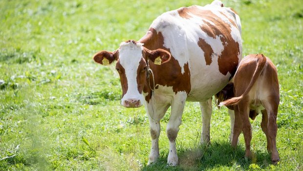 Weniger Tiere, dafür mehr Projekte wie zum Beispiel die Muttergebundene Kälberaufzucht: zwei Vorschläge der Agrarallianz, um das Tierwohl zu verbessern. (Bild Gian Vaitl / BauZ)