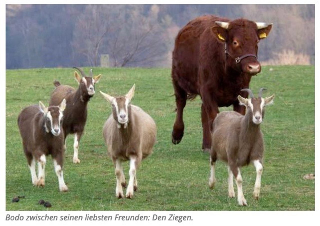 Ochse Bodo inmitten seiner Herde, die aus Ziegen besteht. (Bild Screenshot tag24.de)