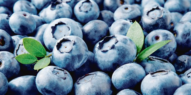 Heidelbeeren gelten als gesund, die Nachfrage ist entsprechend gross.(Bild Tim UR)