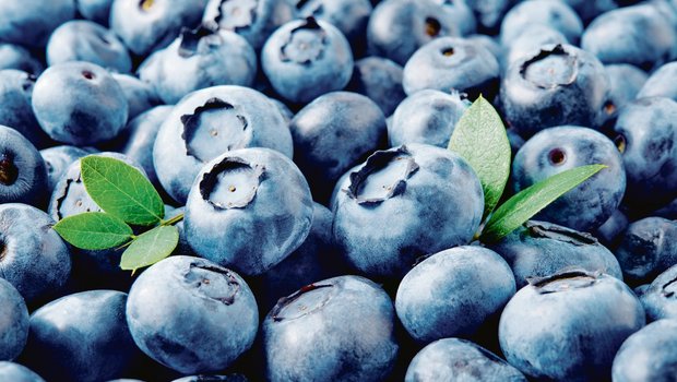 Heidelbeeren gelten als gesund, die Nachfrage ist entsprechend gross.(Bild Tim UR)