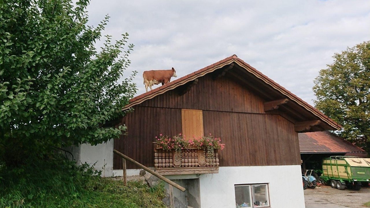 Bäuerin Christine Pröbstl war erstaunt, ihre Kuh auf dem Dach vorzufinden.