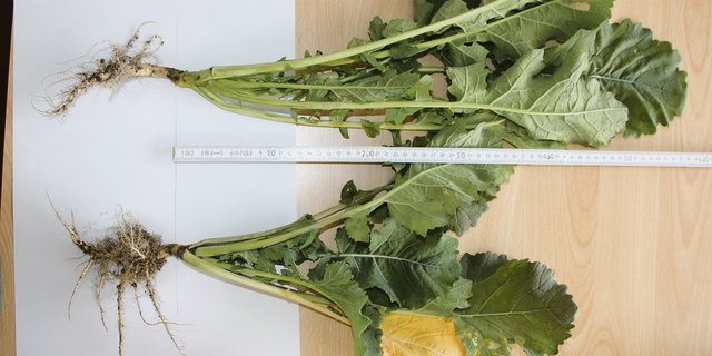 Unterschiede im Pflanzenwachstum nach der Anwendung eines Fungizids. (Bild Jonathan Heyer)