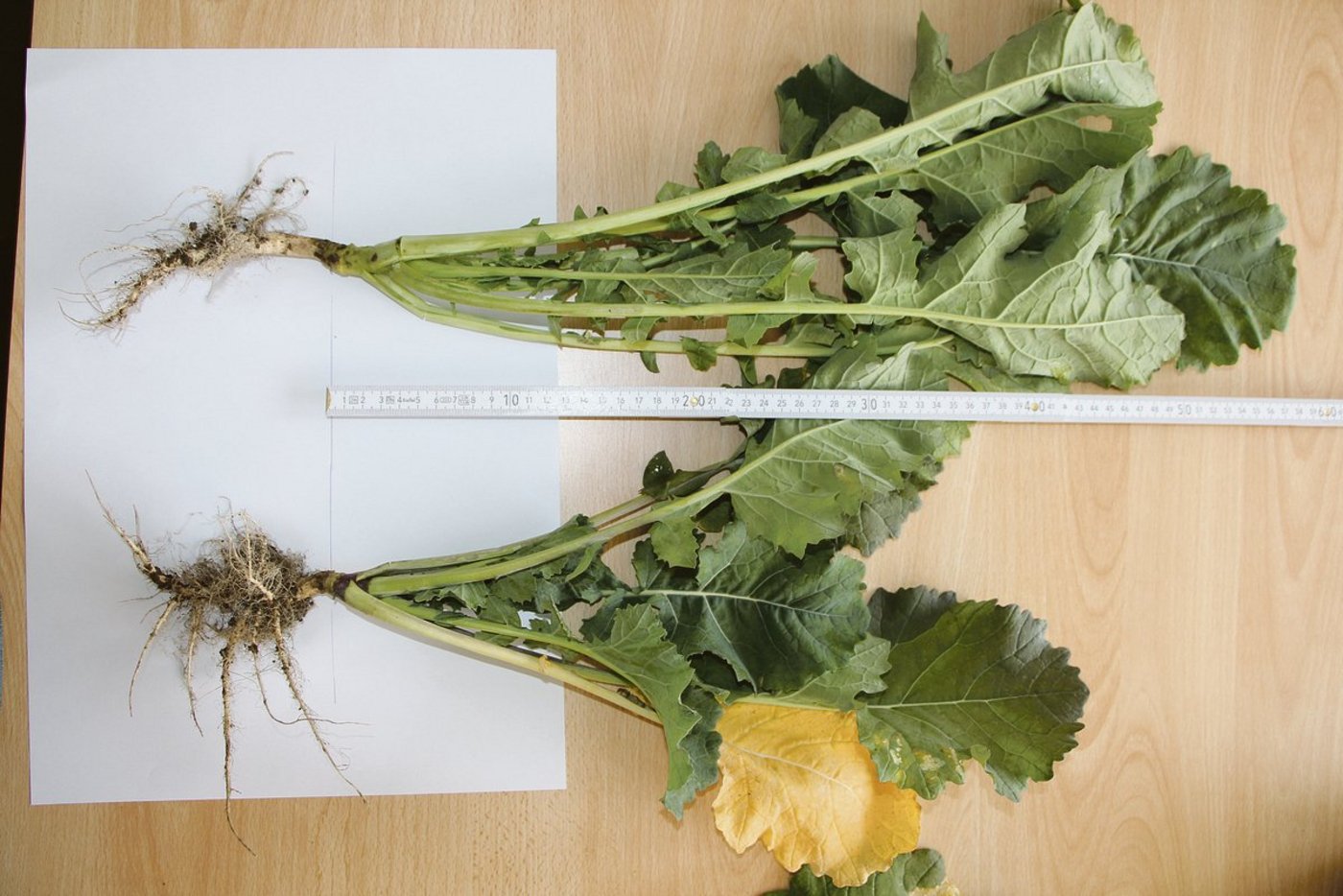 Unterschiede im Pflanzenwachstum nach der Anwendung eines Fungizids. (Bild Jonathan Heyer)