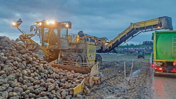 Die Rode- und Transp Die Rode- und Transportunternehmen sind stark gefordert. Die Zuckerrüben sollten aus dem Boden, sonst ziehen sie Wasser, werden schwer und der Zuckergehalt sinkt noch mehr.