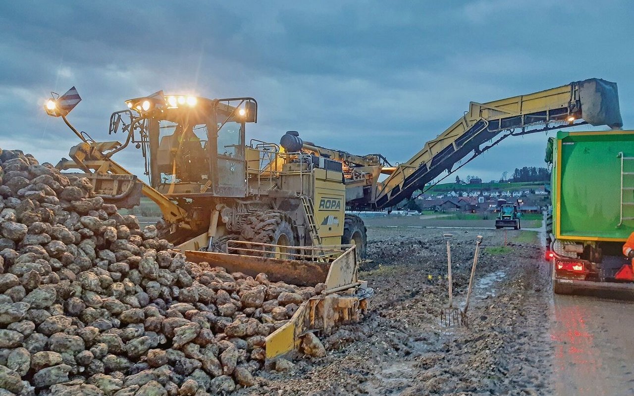 Die Rode- und Transportunternehmen sind stark gefordert. Die Zuckerrüben sollten aus dem Boden, sonst ziehen sie Wasser, werden schwer und der Zuckergehalt sinkt noch mehr.