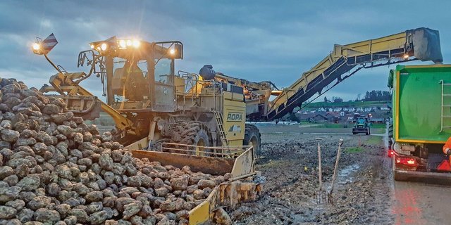 Die Rode- und Transportunternehmen sind stark gefordert. Die Zuckerrüben sollten aus dem Boden, sonst ziehen sie Wasser, werden schwer und der Zuckergehalt sinkt noch mehr.