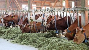 Milchfieber und Keto Milchfieber und Ketose sind die Hauptprobleme bei den Milchkühen. Starten die Kühe schlecht in die Laktation, hat dies Folgen für die gesamte Laktation.