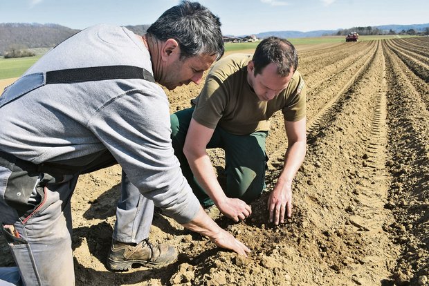 Daniel Vetterli (l.) und Tobias Gelencsér prüfen, ob die Kartoffeln richtig im Kompostbeet liegen. (Bilder Thomas Güntert)